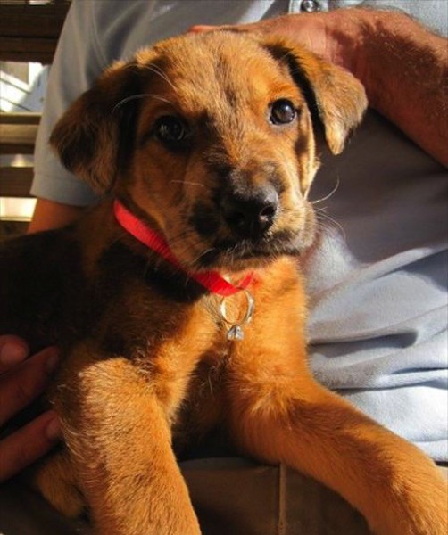 dog with engagement ring