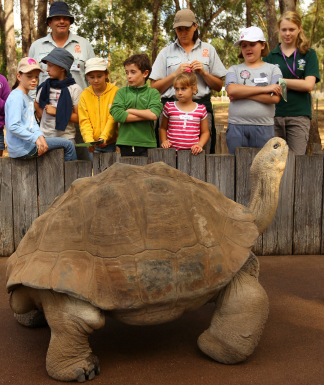 10 Reptiles With Long Lives Mom Com