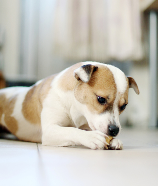 brazil nuts dogs