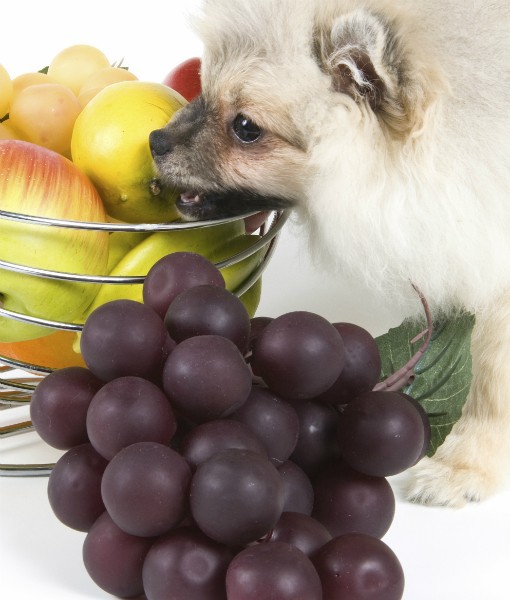 10 Ways to PuppyProof Your Home