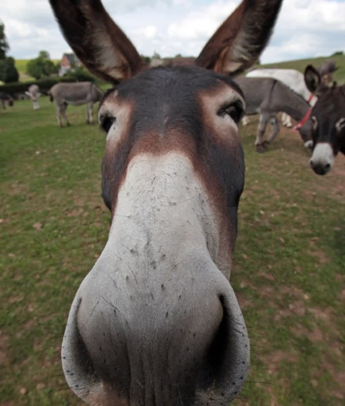 weirdest farm animals - Donkeys
