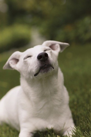 stuff for blind dogs