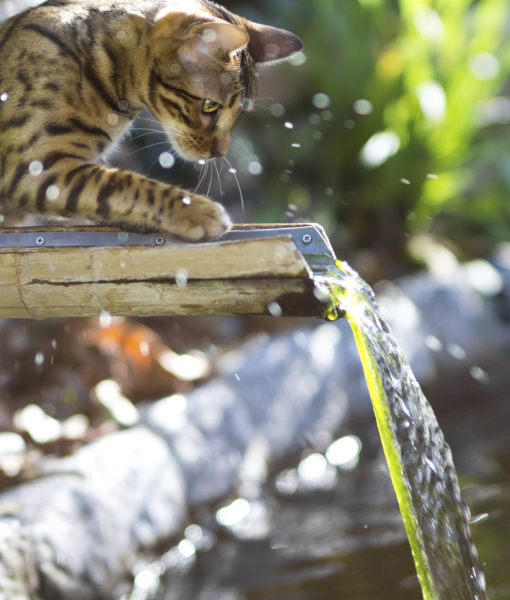 Bengal cheap cat water