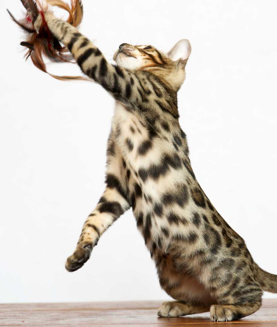 10 Bengal Cat Facts Mom Com