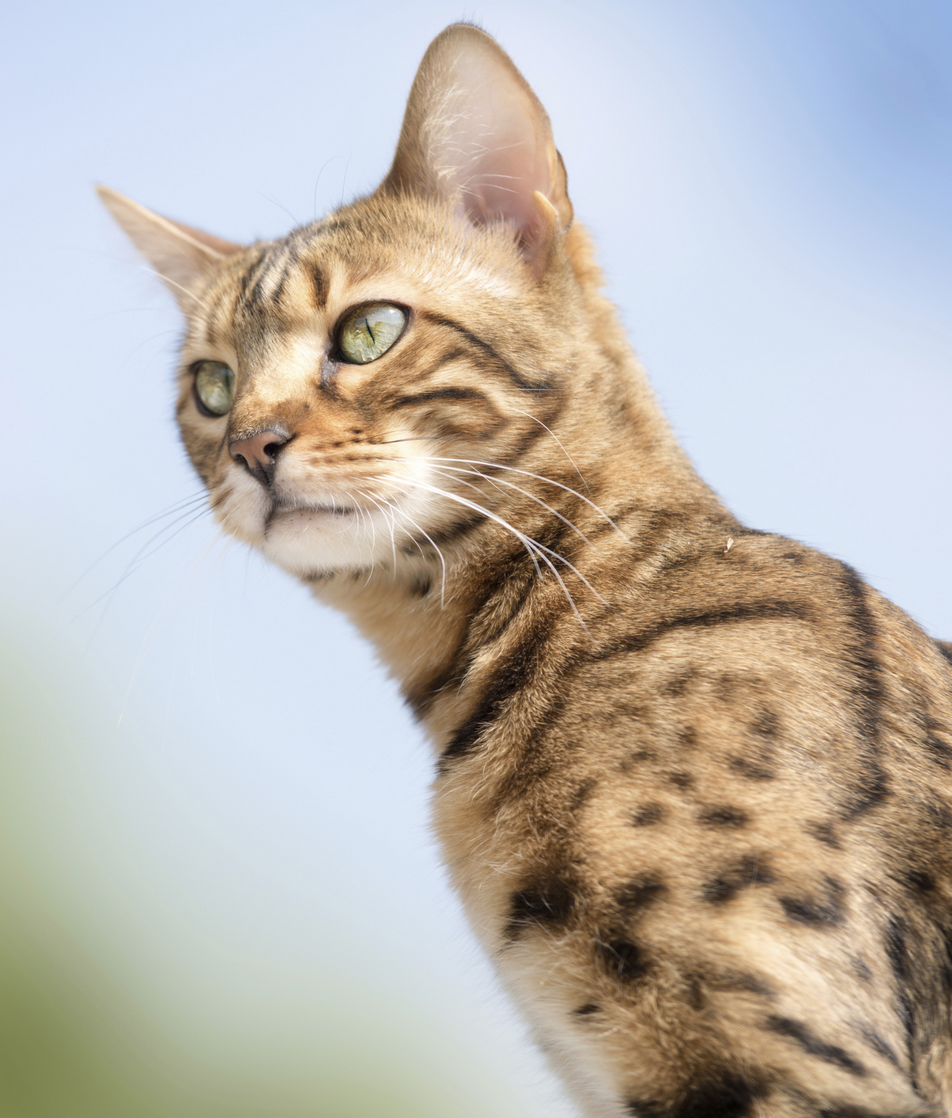 facts about bengal cats