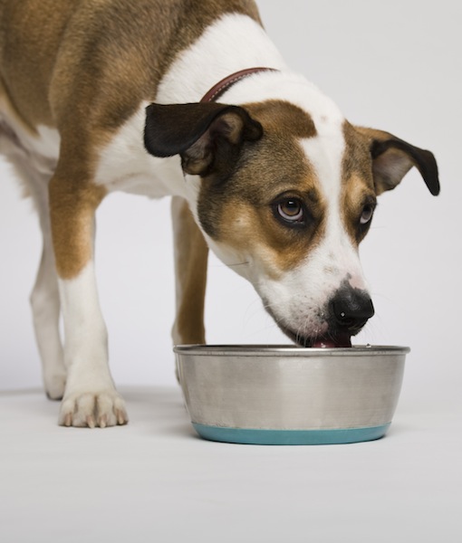 Are Dogs Always Hungry?