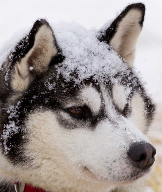siberian-husky-snow - крупный план ездовой собаки, отдыхающей на контрольно-пропускном пункте озера Фингер во время Iditarod 2012.