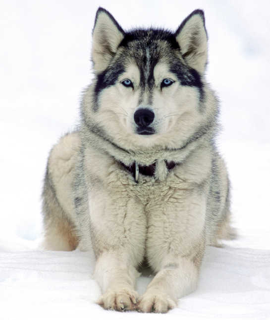 siberian-husky-in-snow - сибирский хаски, лежащий на снегу, выглядит бдительным и ждет