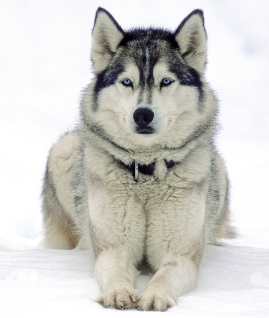 interesting facts about husky dogs