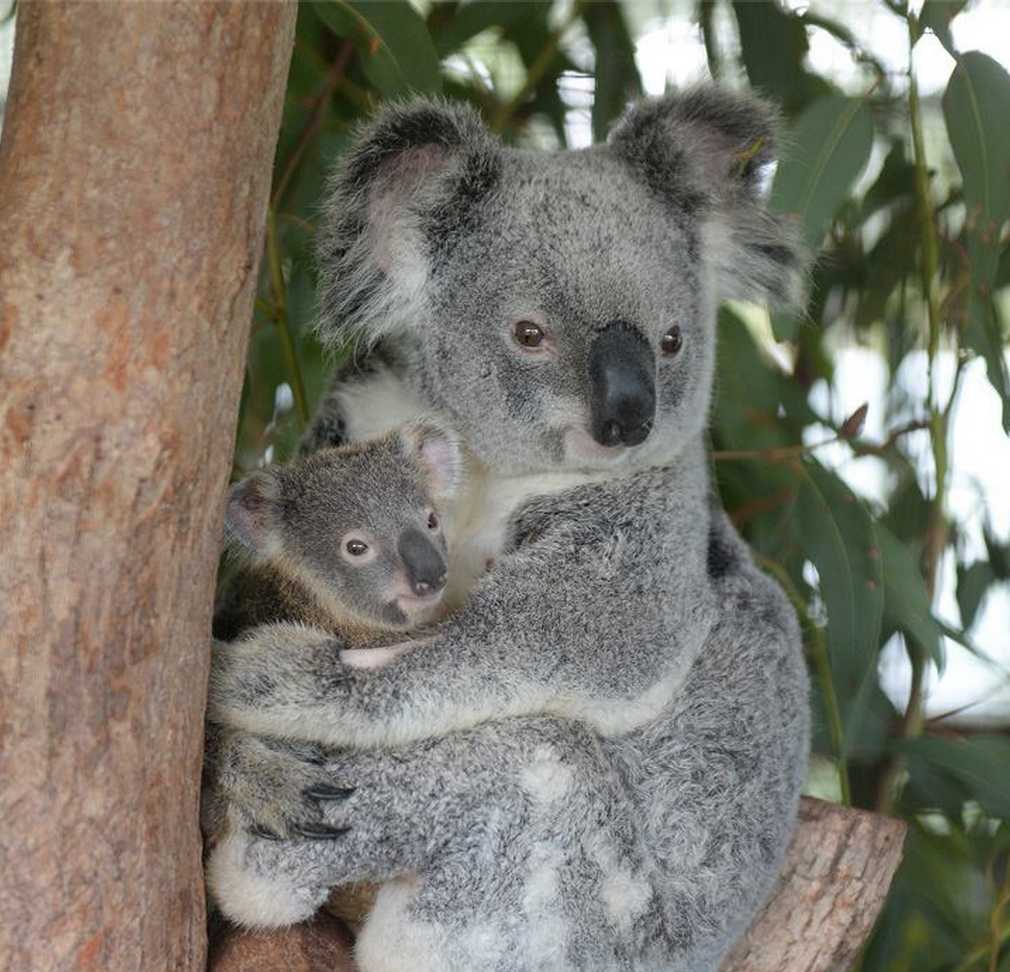 liefde Lam Australië Injured Koala Mom Back to Cuddling Her Baby | Mom.com