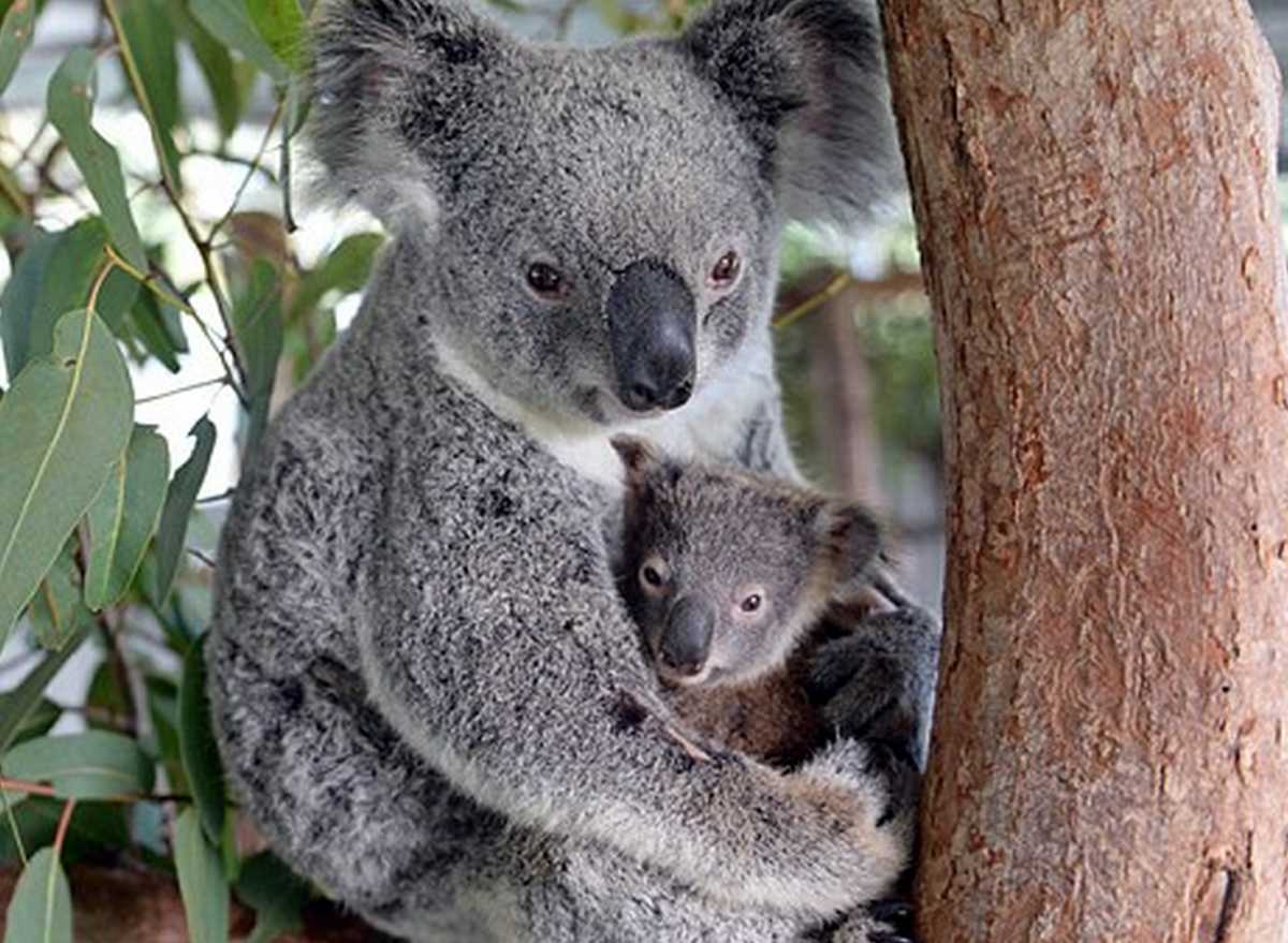 baby koalas cuddling