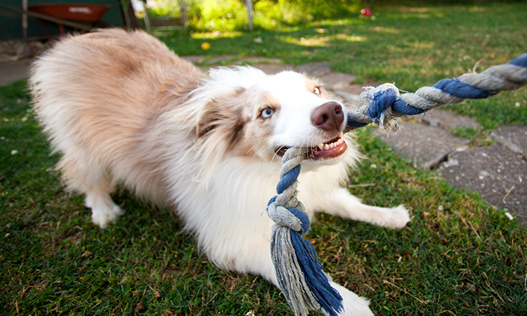 what to do if family dog bites child