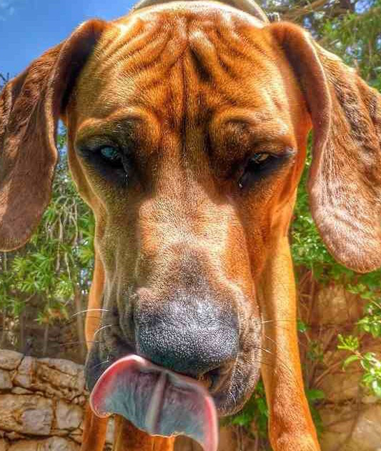 10 Cool Facts About Rhodesian Ridgebacks