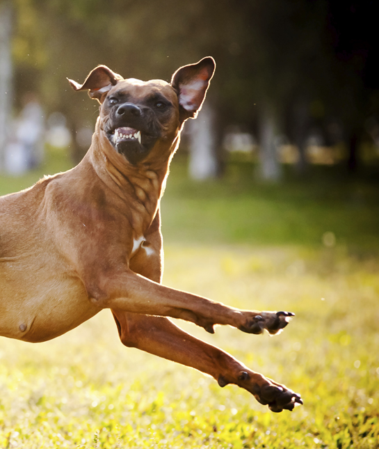 10 Cool Facts About Rhodesian Ridgebacks