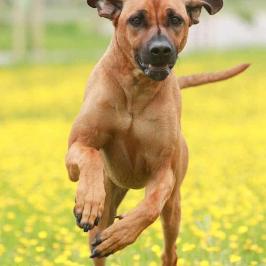 What Are Rhodesian Ridgebacks Like As Pets