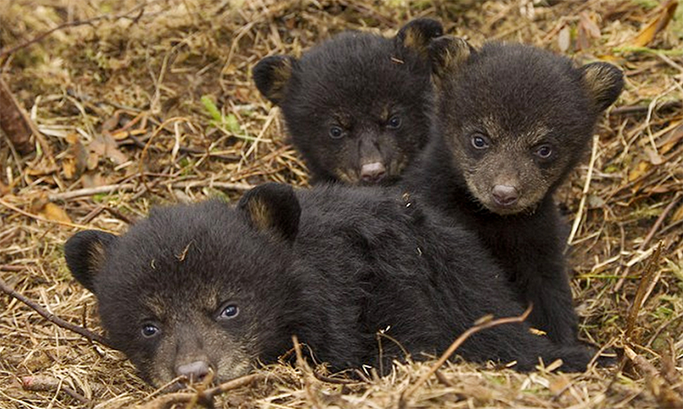 are black bears like dogs