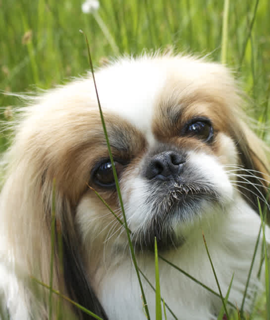 10 Cool Facts About Pekingese Mom Com