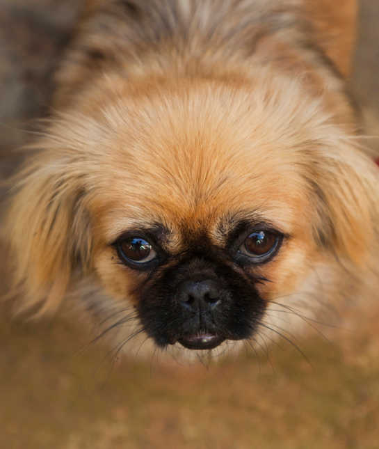 10 Cool Facts About Pekingese Mom Com