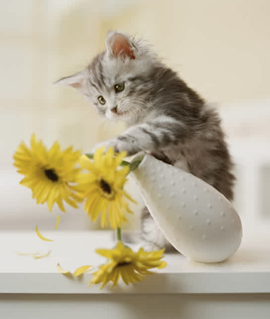 Pros And Cons Of Adopting A Kitten Mom Com
