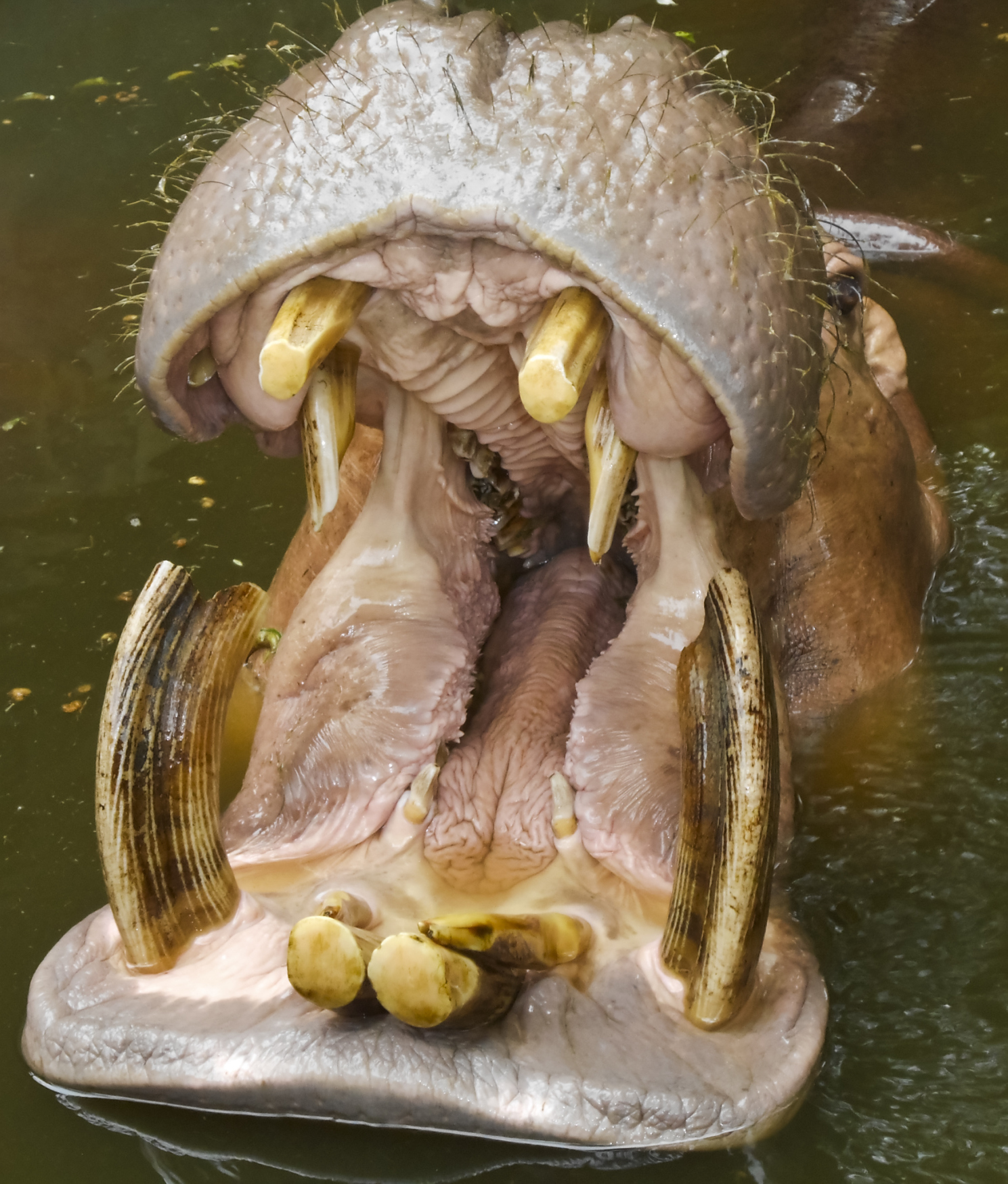 carnivorous animals teeth