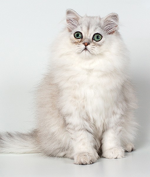 grey chinchilla cat