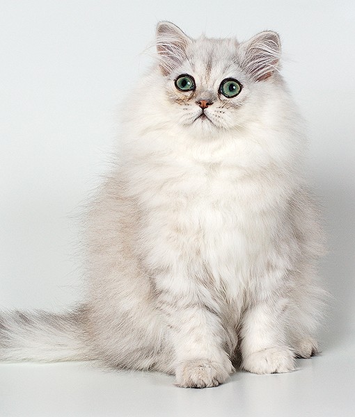 chinchilla persian cat
