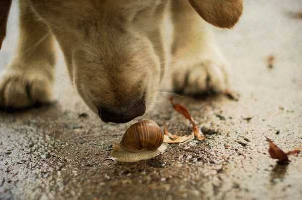 what happens if my dog licks a slug