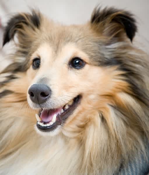 10 Dogs Who Shed Like Crazy And Why We Love Them Mom Com