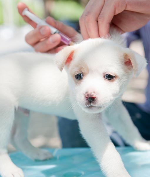 Puppy health hot sale