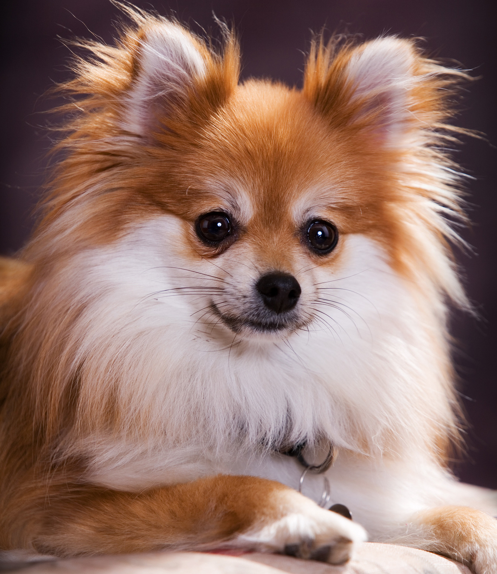 10 Frequently Stolen Dog Breeds
