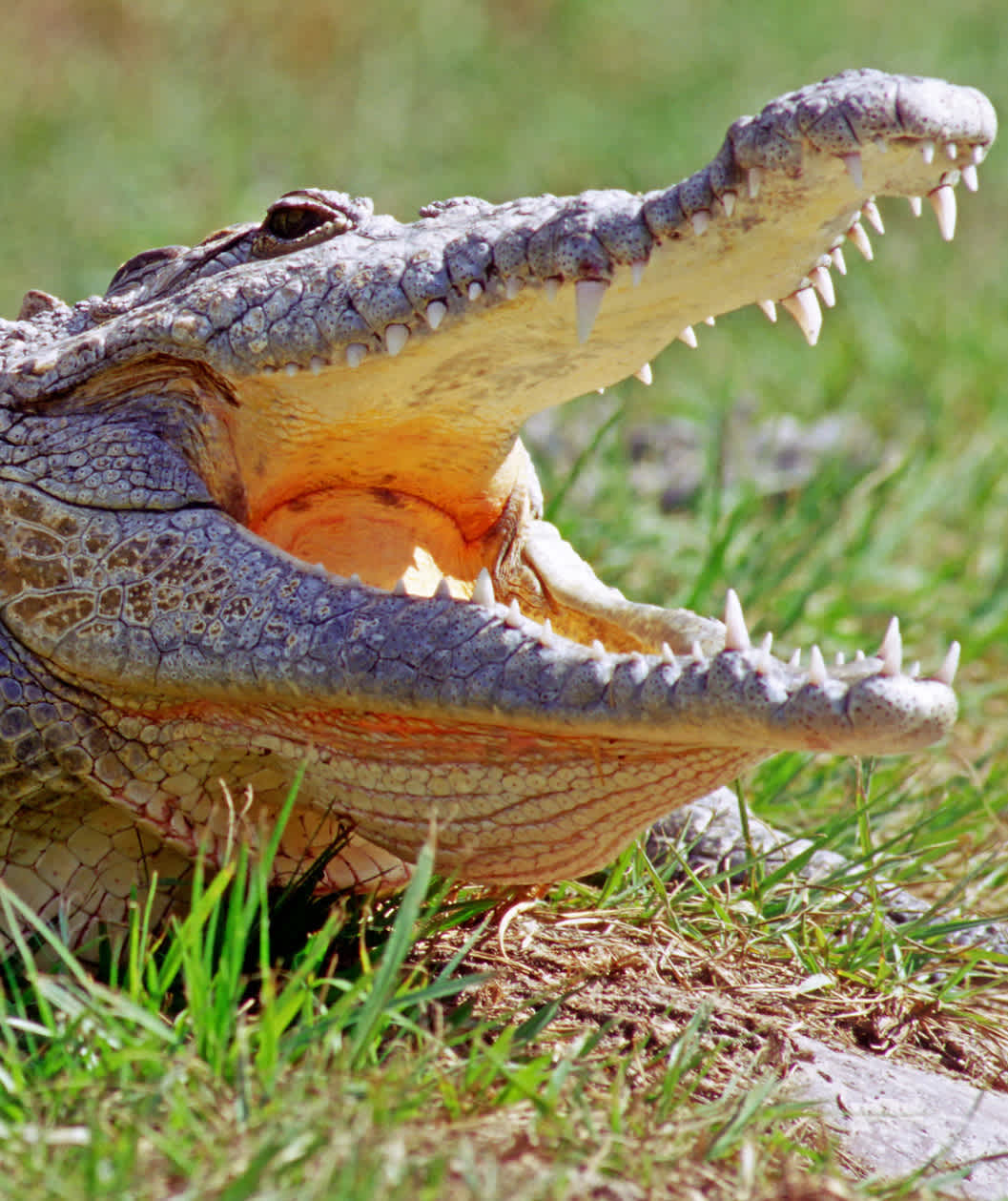 10 Reptiles With Long Lives