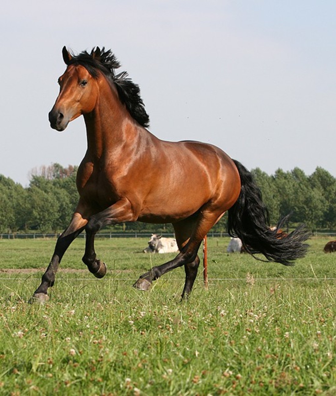 https://images.ctfassets.net/9l3tjzgyn9gr/photo-112398/86720e4a20ba1795064960d3a8f59f93/112398-horse-lucky-animals-510x600.jpg?fm=jpg&fl=progressive&q=50&w=120