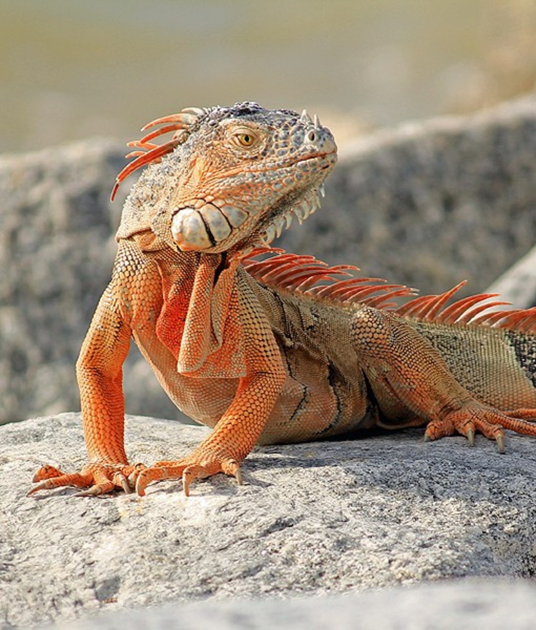 https://images.ctfassets.net/9l3tjzgyn9gr/photo-112399/b245798d82f62ab69227038b0fa46f25/112399-lizard-lucky-animals-510x600.jpg?fm=jpg&fl=progressive&q=50&w=120