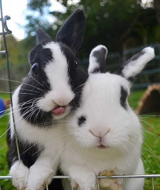 The Best Bunnies To Follow On Instagram Mom Com The Best Bunnies To Follow On Instagram Mom Com