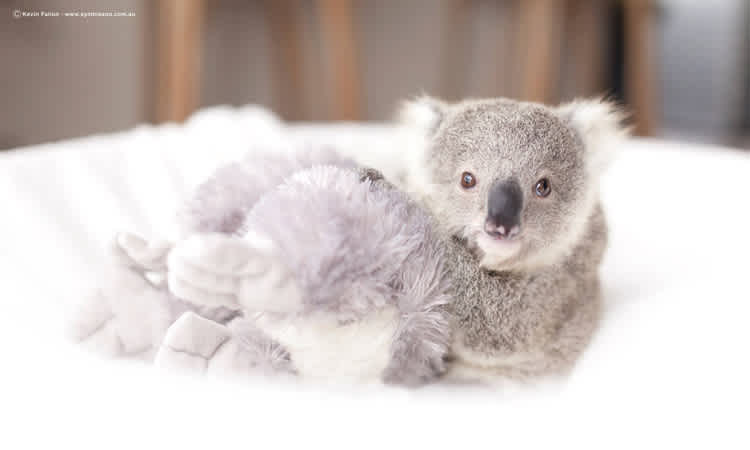 Baby Koala Grows Up in Adorable Video 