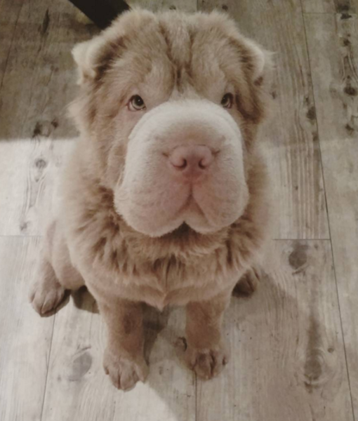 shar pei tonkey