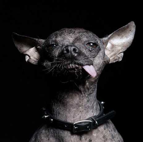 Black ugly top dog