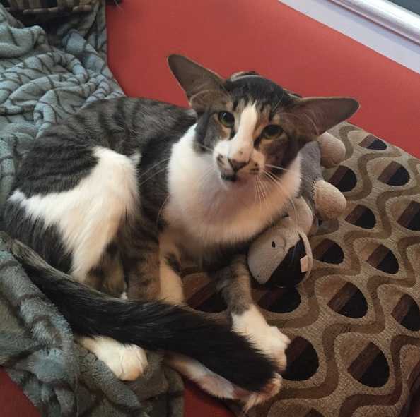 Cat That Looks Like Adam Driver Gets Adopted Mom Com