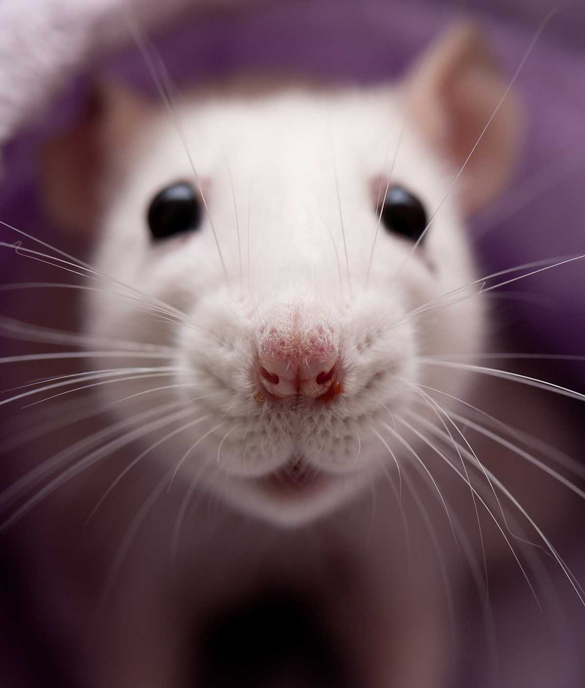 Animals You Didn't Know Could Be Cute | Mom.com