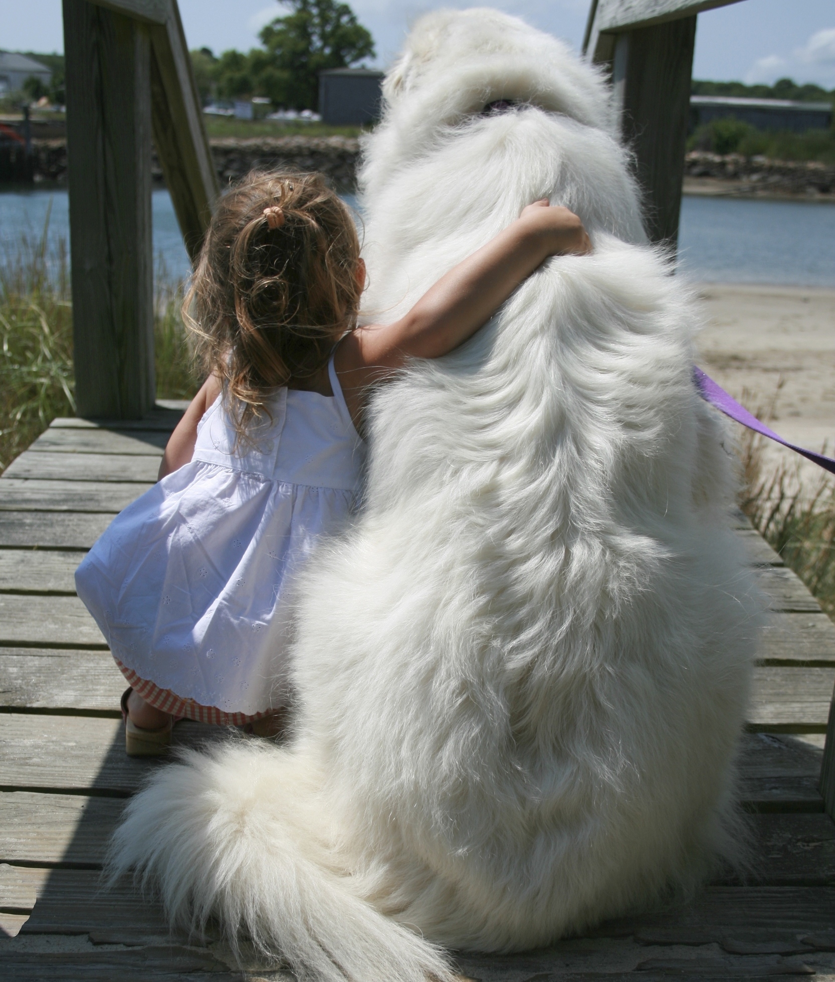 gentle giant dog breeds