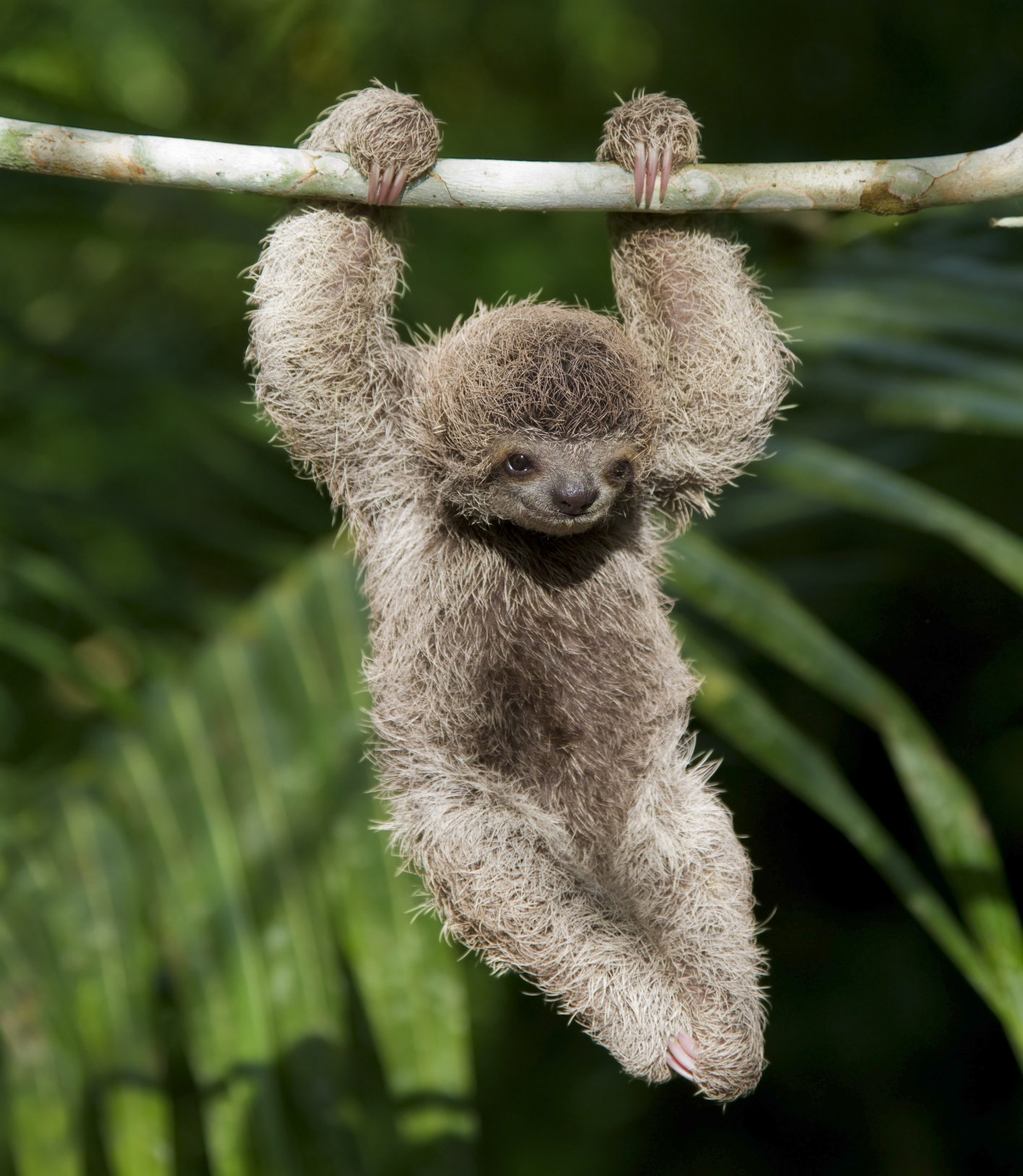 sloth pictures