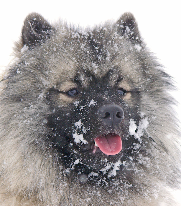 snow dog breeds
