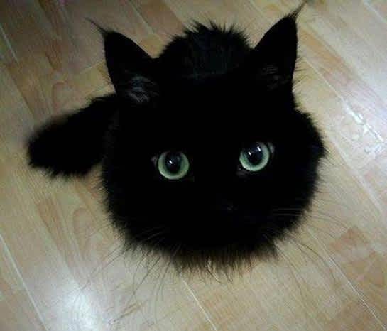 25 Times Black Cats Were Too Busy Being Cute to Be a Superstition ...
