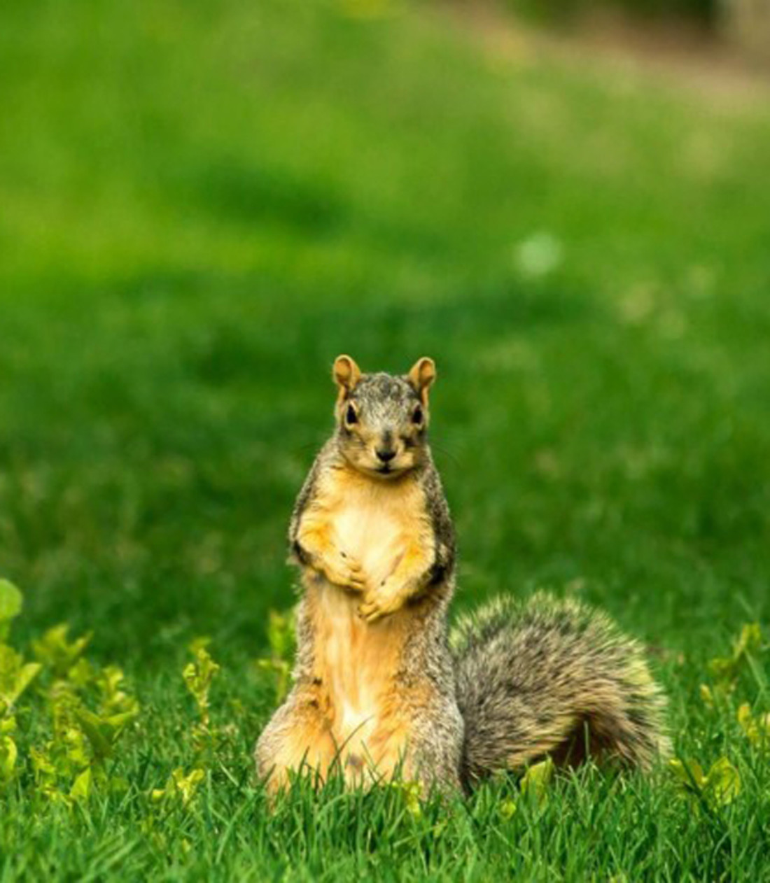 22 Animals That Are Good for the Earth | Mom.com