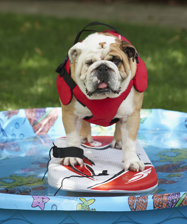 English bulldog hot sale swimming vest