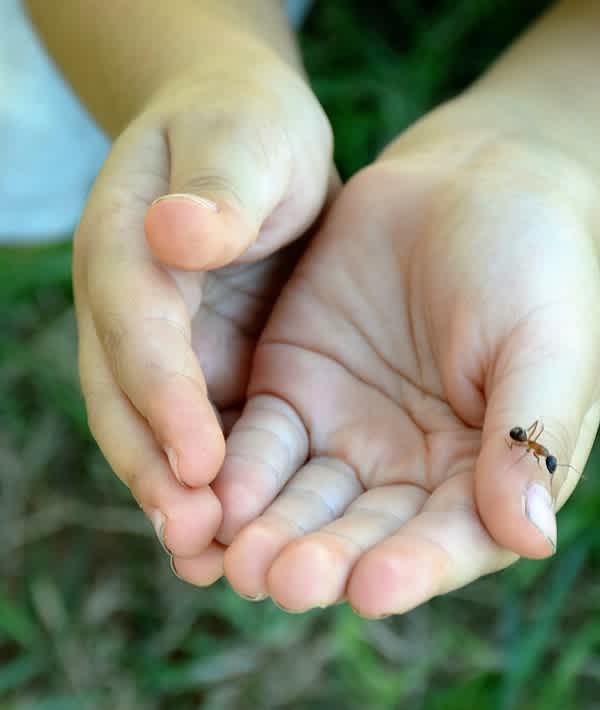 16 Nontoxic Treatments For Bug Bites Mom Com 16 Nontoxic Treatments For Bug Bites Mom Com