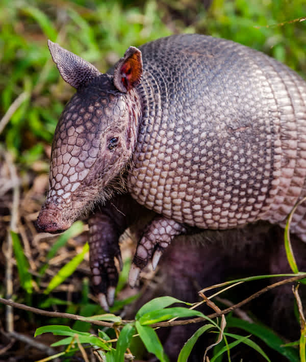 Nine banded armadillo - Picture of armadillo in Florida, but today they expanded there range northward as far as Omaha, NE in the west, and Evansville, IN in the east.