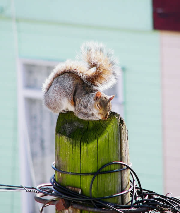 Squirrel Sleeping On Wooden Post Against Building