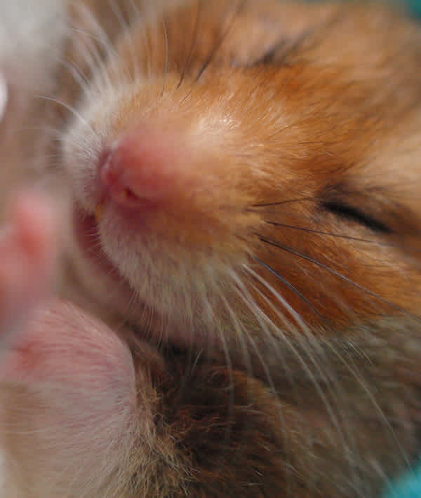 Close-Up Of Hamster - OLYMPUS DIGITAL CAMERA         