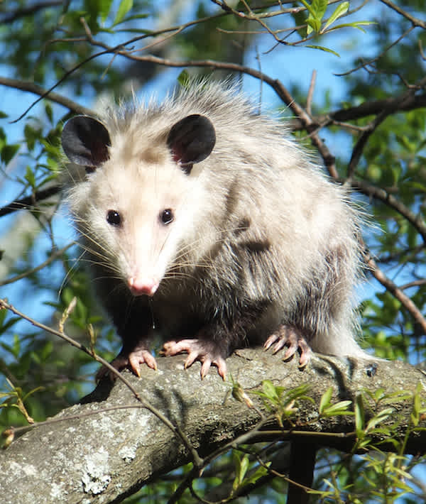 Opossum On Tree - Opossum On Tree